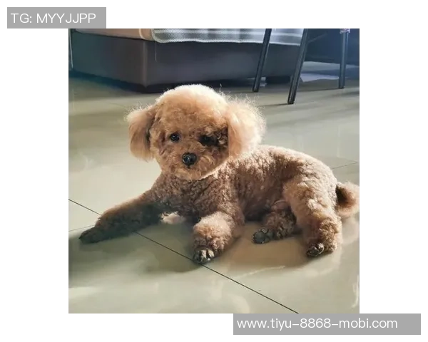 悬赏金激增至两万美元拉姆塞全力寻回心爱爱犬